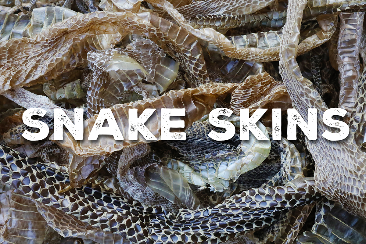 Identifying Snake Skins African Snakebite Institute