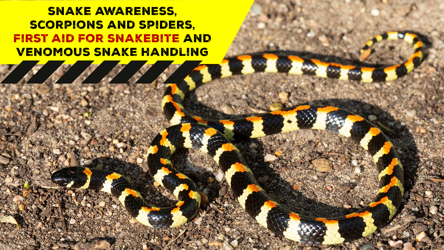 Snake Awareness & Venomous Snake Handling (Western Cape) - 2021-09-25