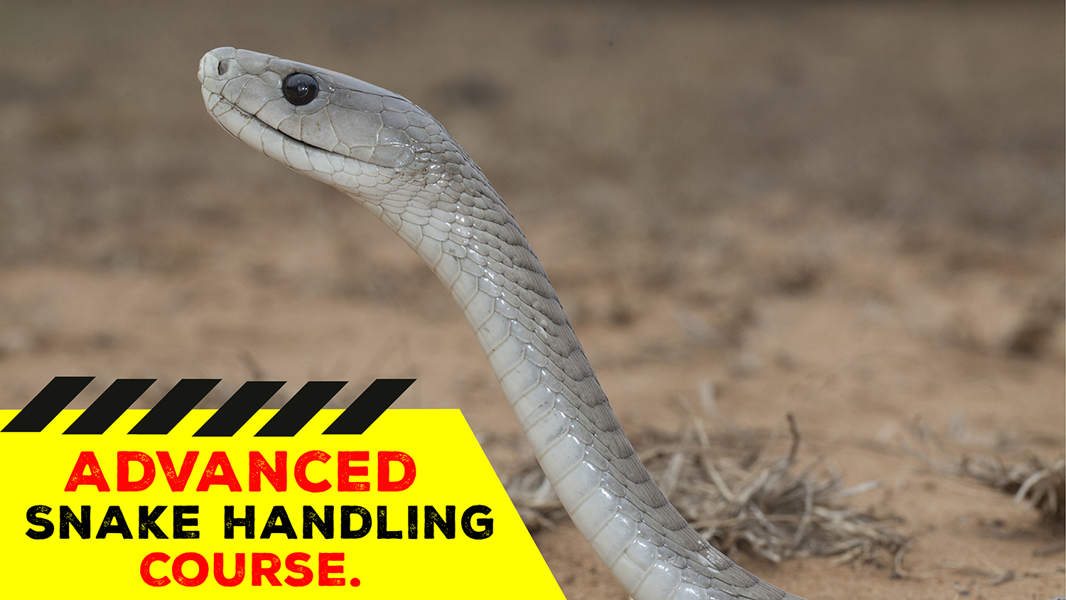 Advanced Snake Handling (Western Cape) - 2021-10-24 - African Snakebite ...