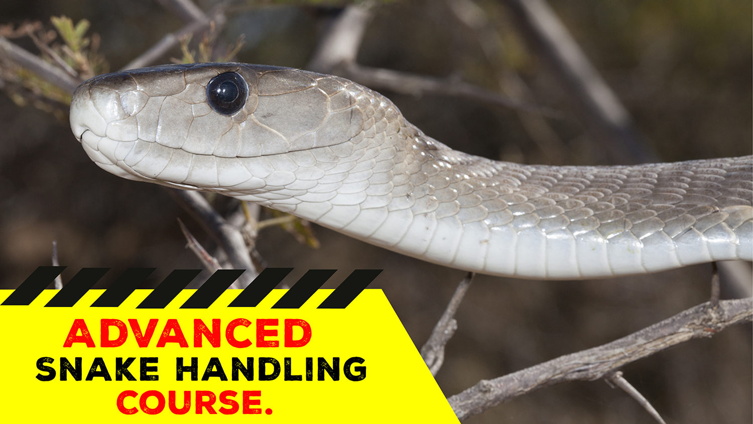 Advanced Snake Handling (Gauteng) - 2021-10-31