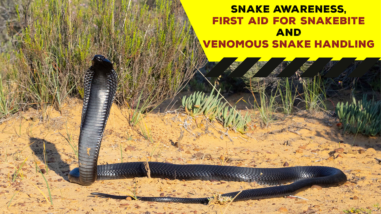 Snake Awareness & Venomous Snake Handling (Western Cape) - 2022-01-22