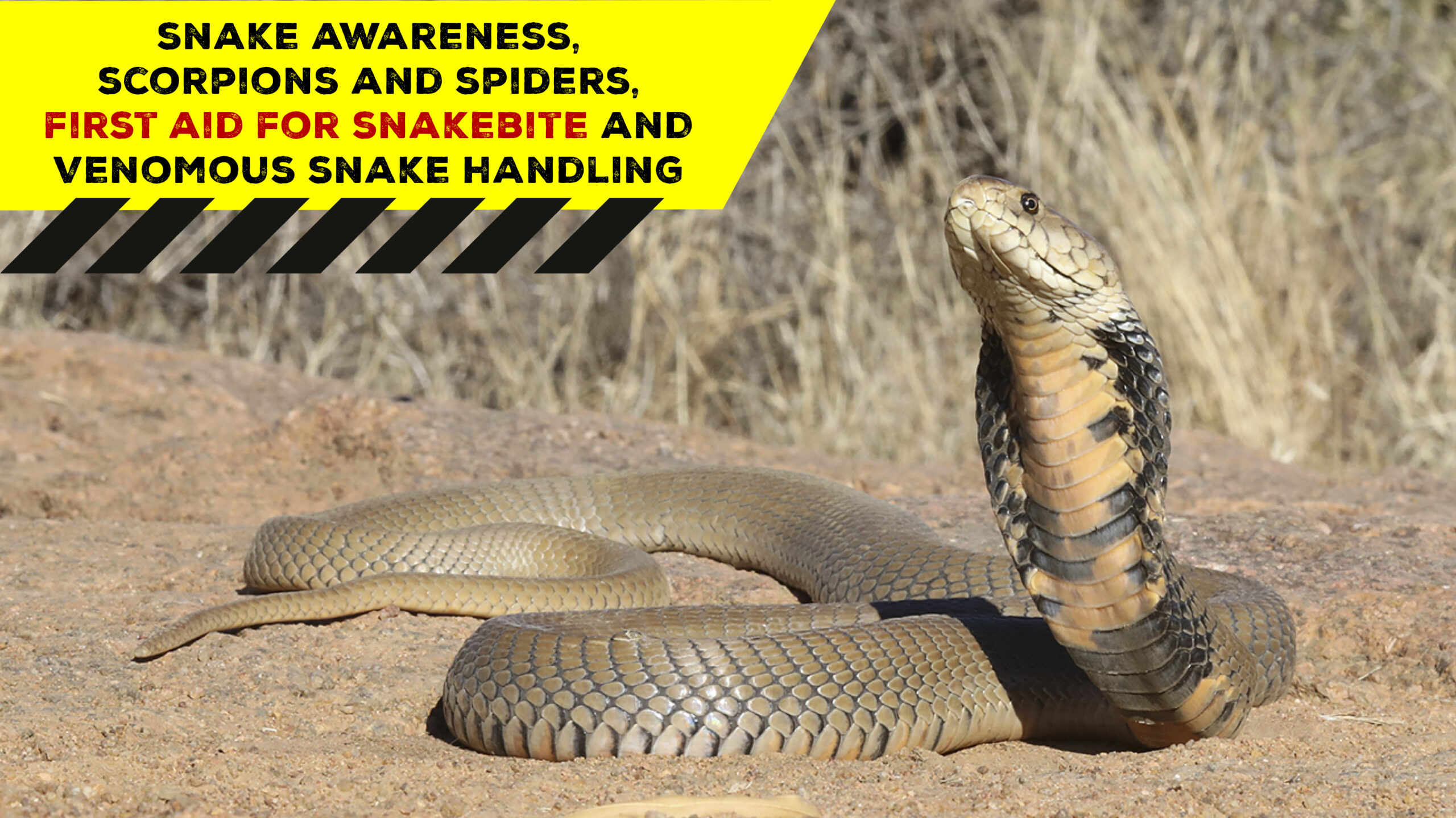 Snake Awareness & Venomous Snake Handling (Hoedspruit) - 2022-02-05