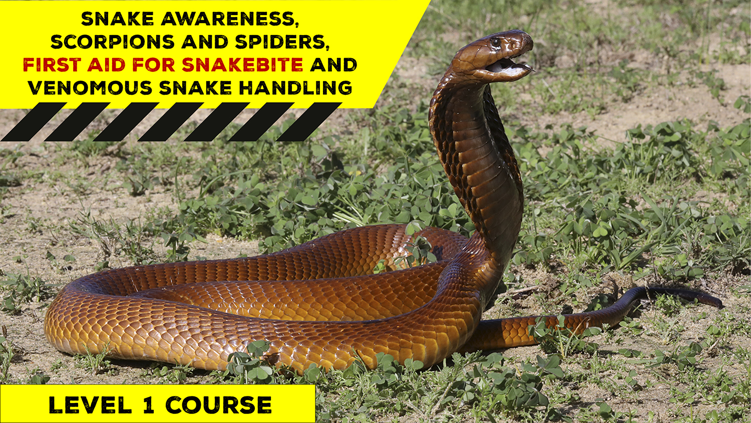 Snake Awareness & Venomous Snake Handling (Western Cape) - 2022-02-18