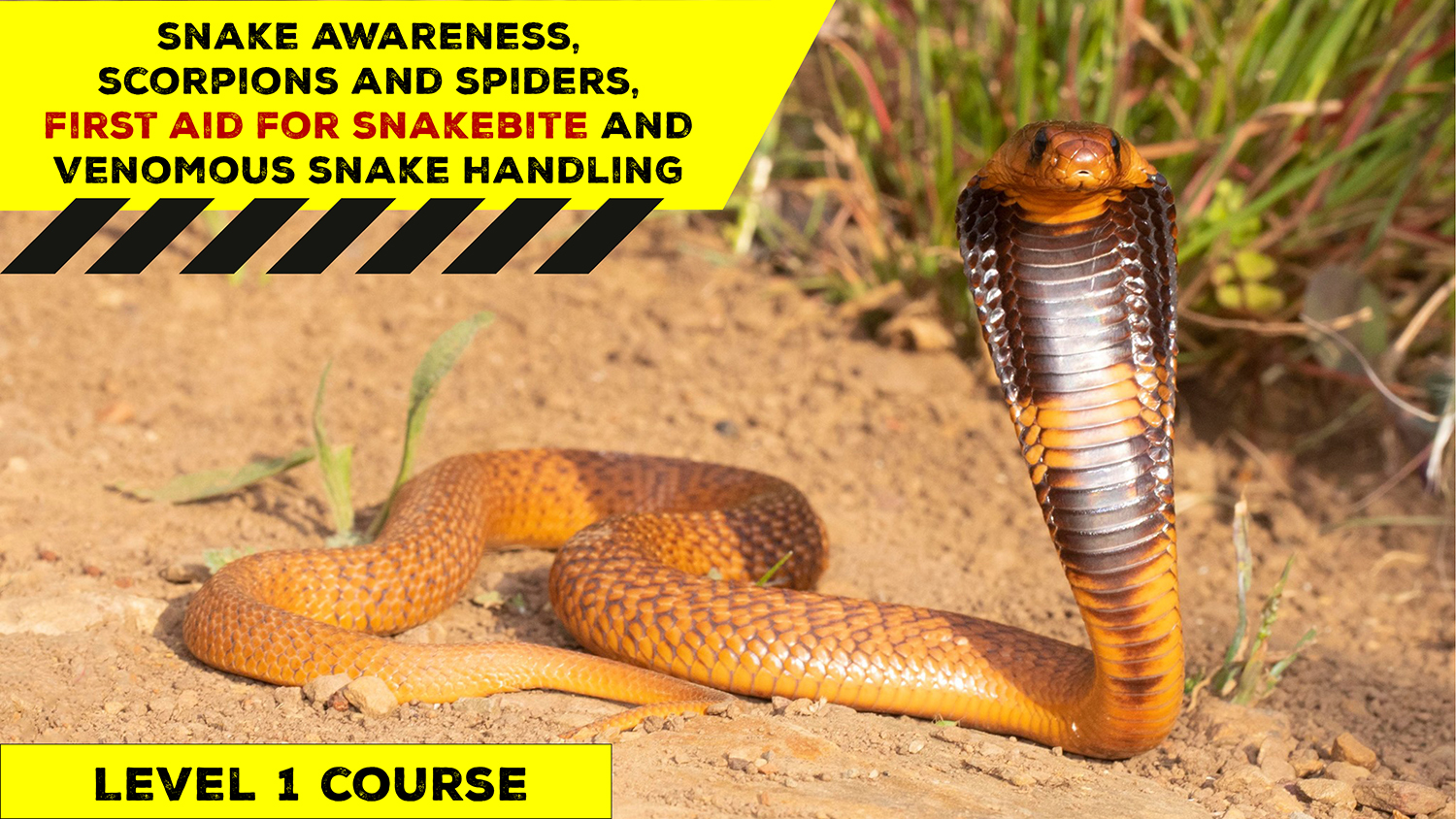 Snake Awareness & Venomous Snake Handling (Western Cape) - 2022-03-26