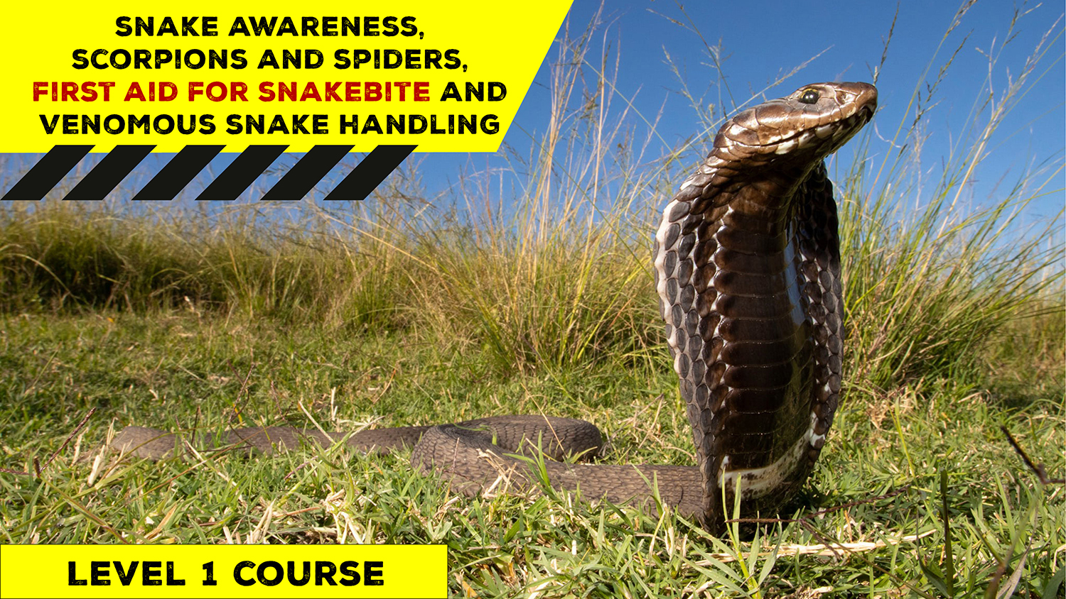 Snake Awareness & Venomous Snake Handling (Gauteng) - 2022-04-02