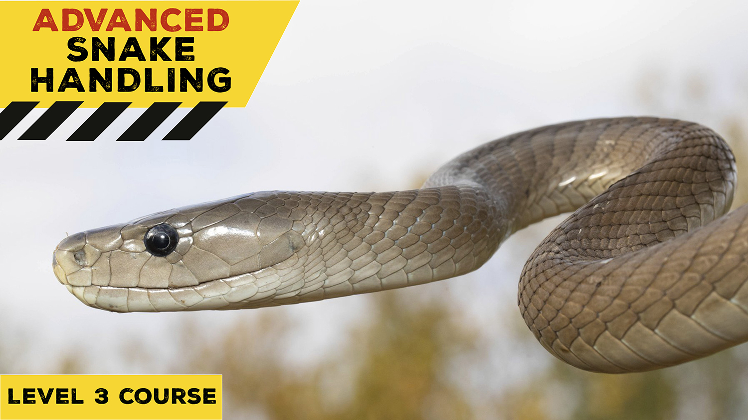 Advanced Snake Handling (Gauteng) - 2022-04-03