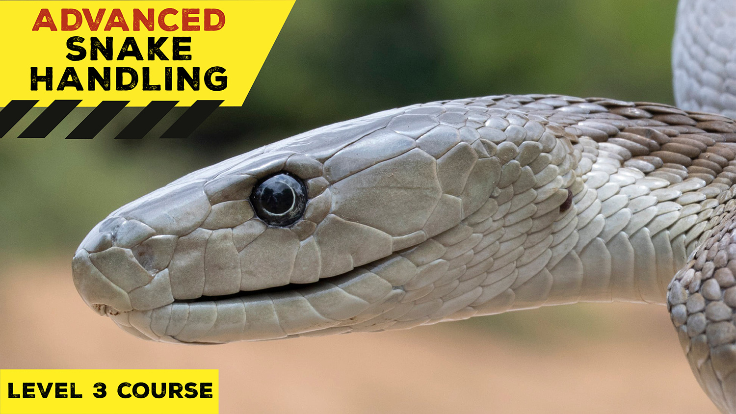 Advanced Snake Handling (Western Cape) - 2022-04-24 - African Snakebite ...