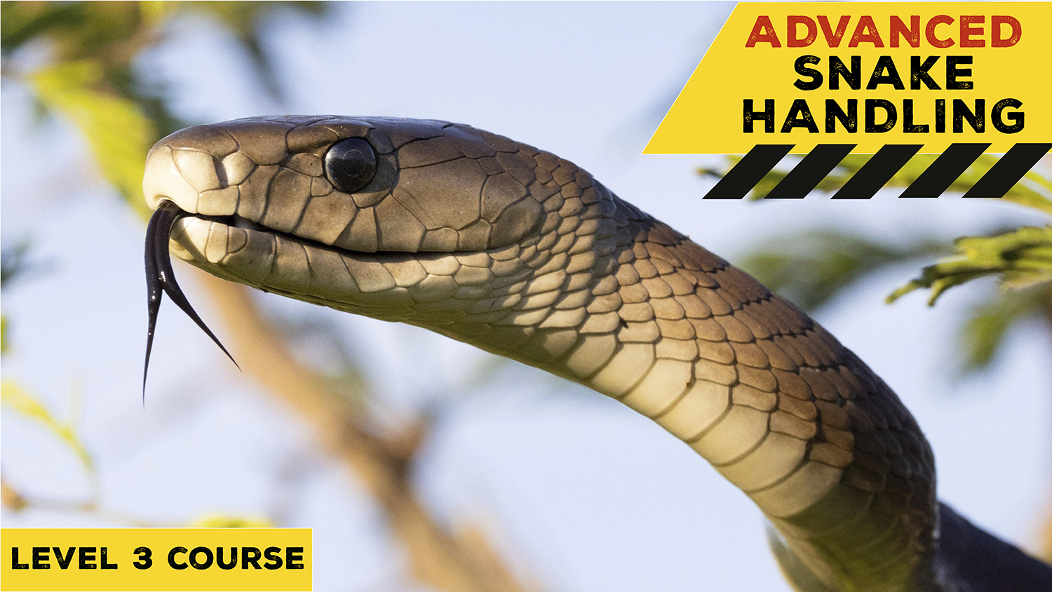 Advanced Snake Handling (KwaZulu-Natal) - 2022-06-05