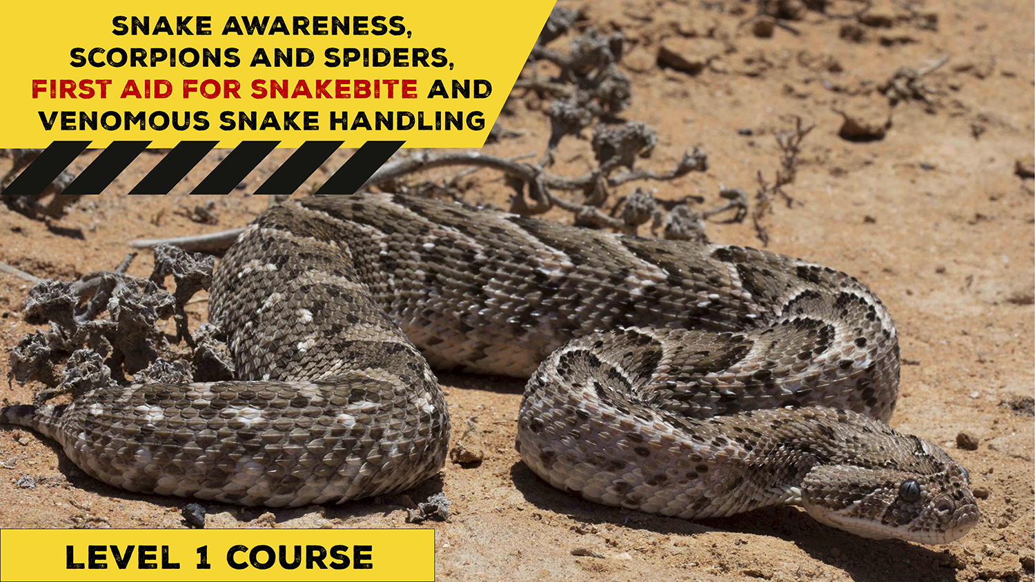 Snake Awareness & Venomous Snake Handling (Western Cape) - 2022-05-21