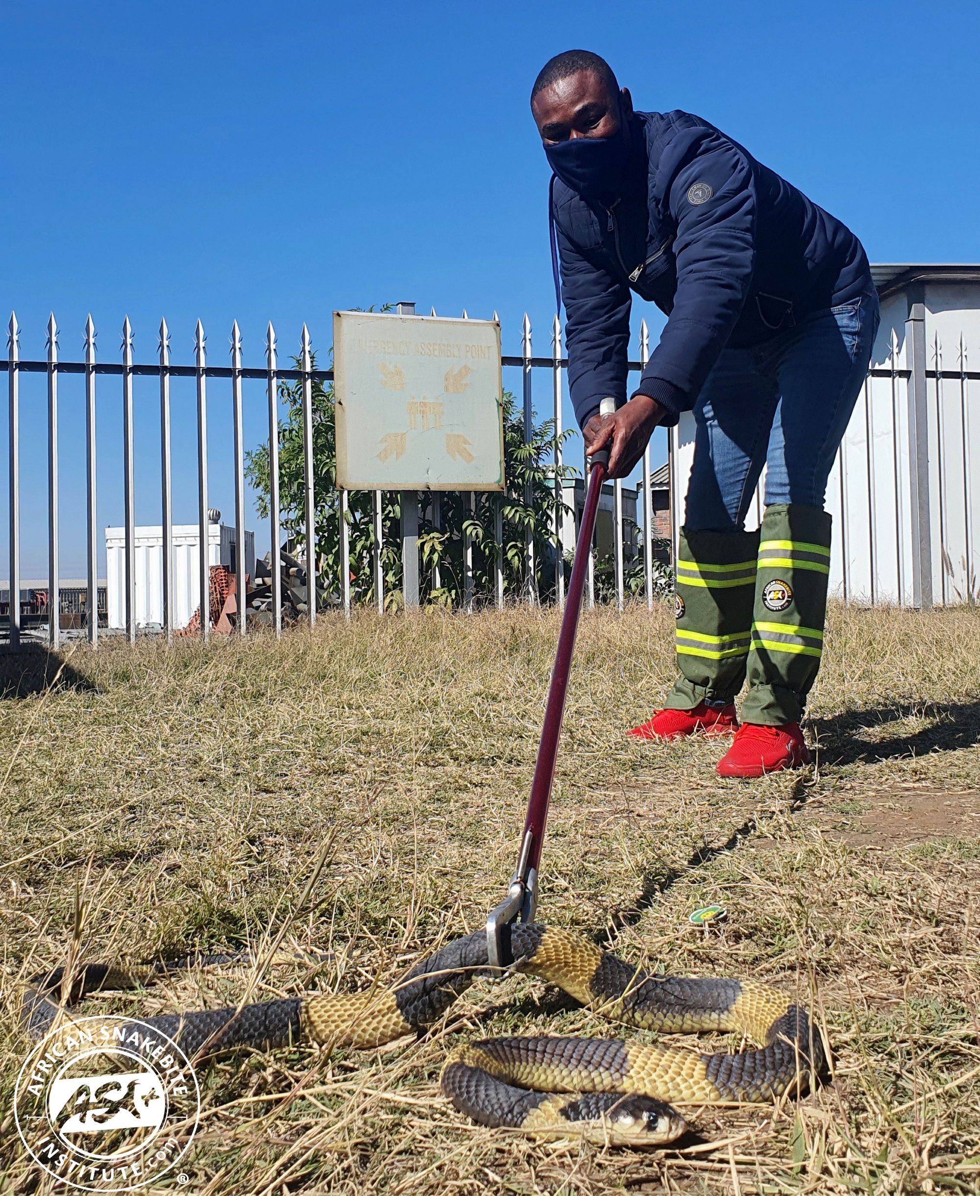 Hands Off When It Comes To Snake Removal! - African Snakebite Institute