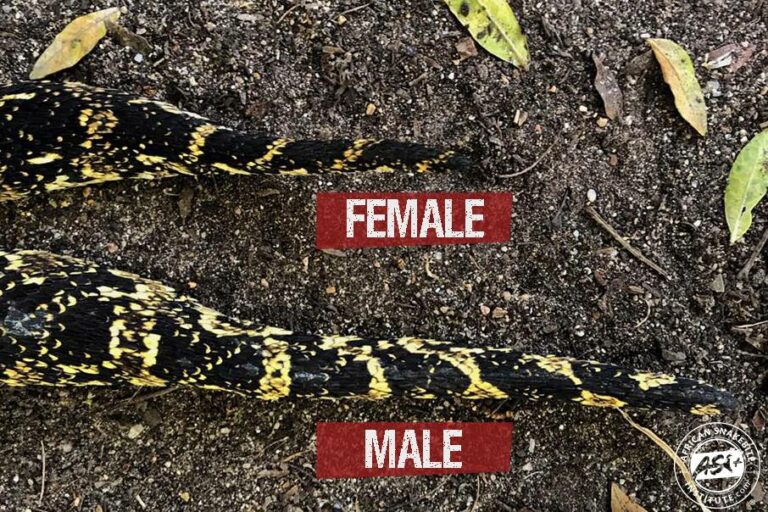 how-to-tell-the-gender-of-a-snake-african-snakebite-institute