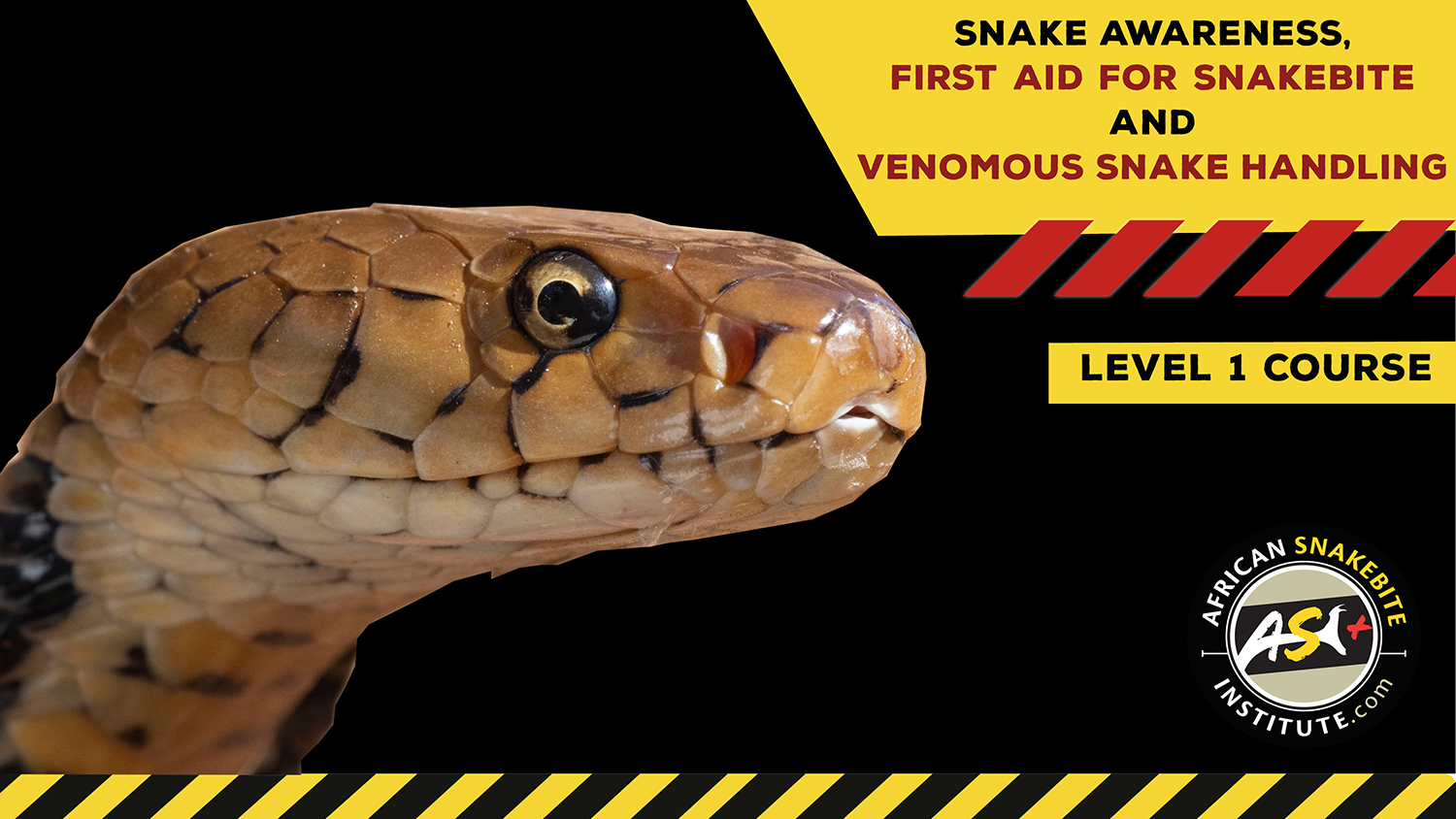 Snake Awareness & Venomous Snake Handling (gauteng) - 2022-12-10