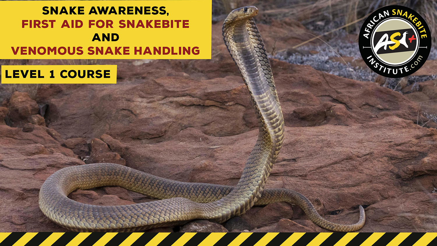 Snake Awareness & Venomous Snake Handling (Gauteng) - 2023-05-26