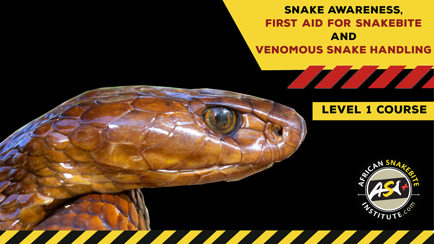 Snake Awareness & Venomous Snake Handling (Western Cape) - 2023-02-18