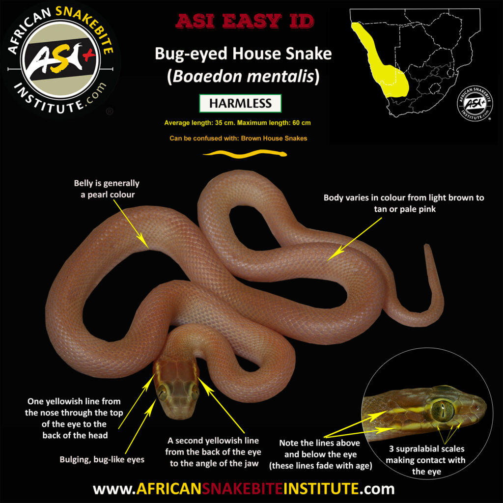 Bug-eyed House Snake - African Snakebite Institute