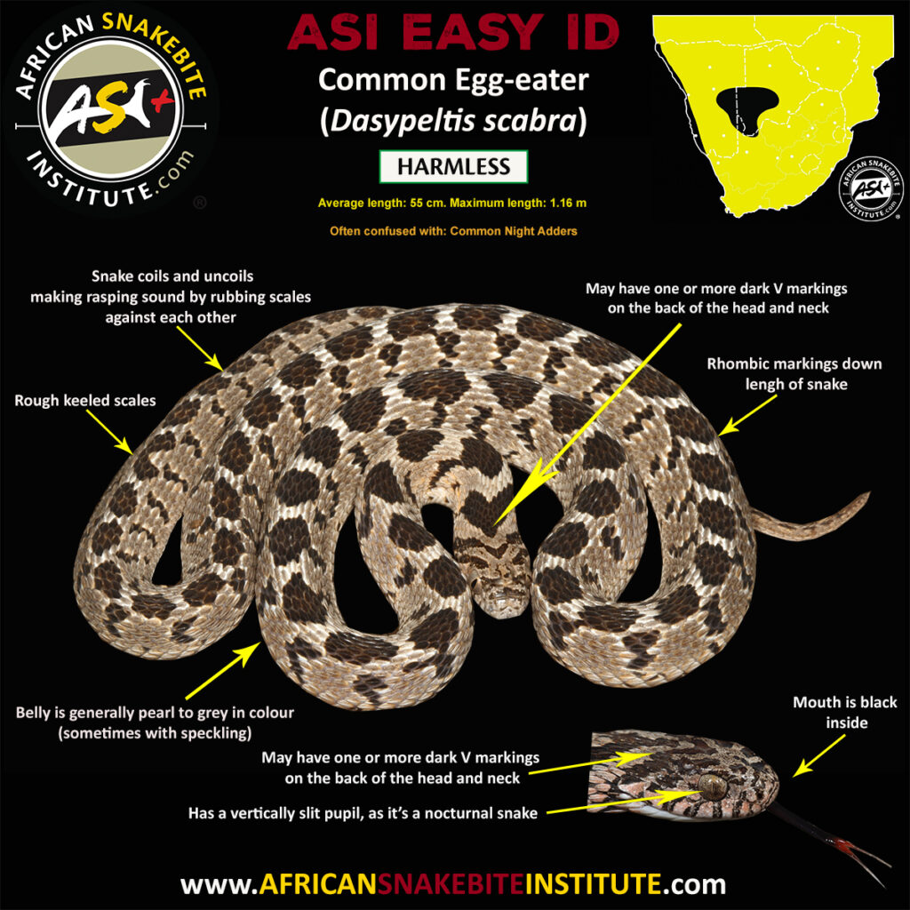 Common Egg-eater - African Snakebite Institute