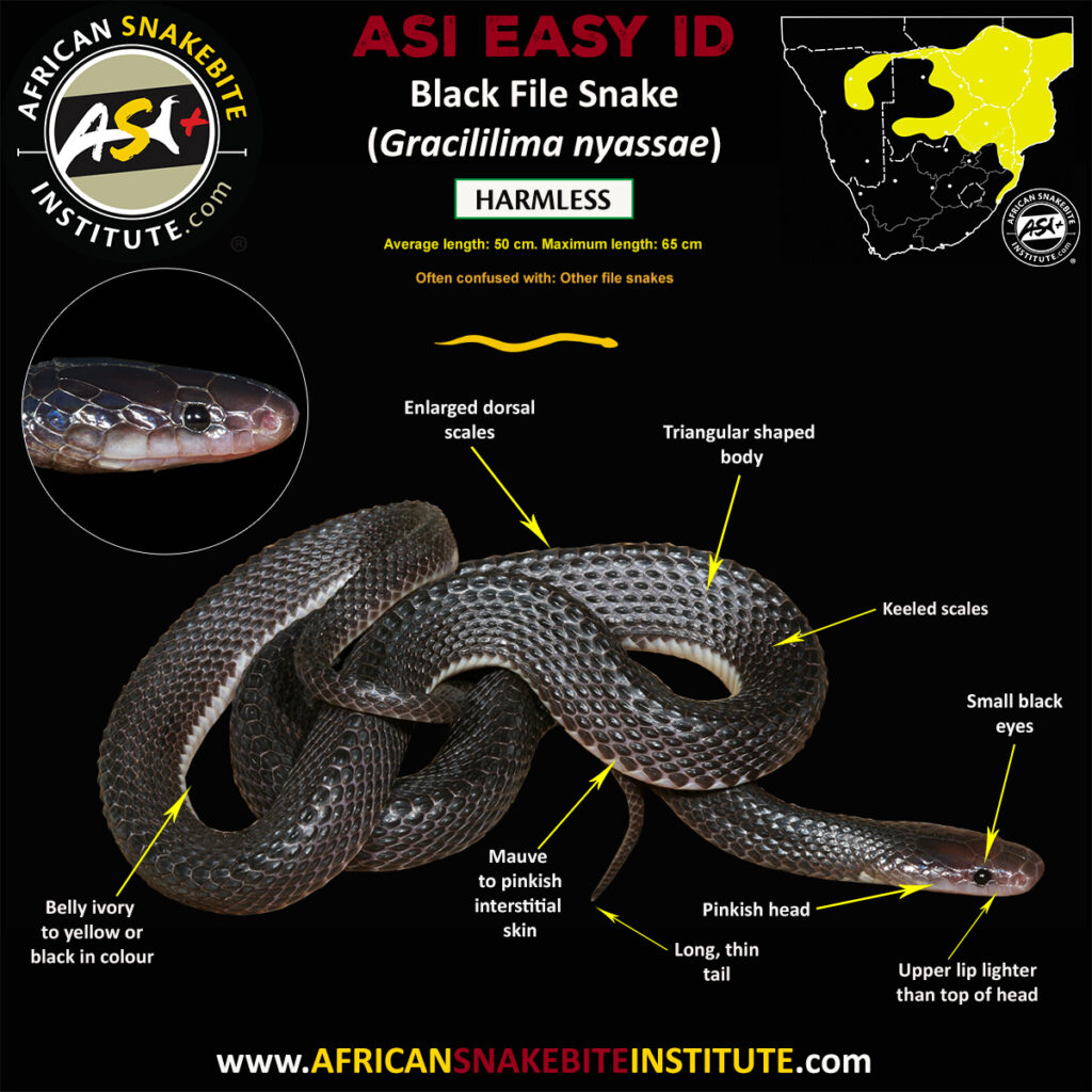 Black File Snake - African Snakebite Institute