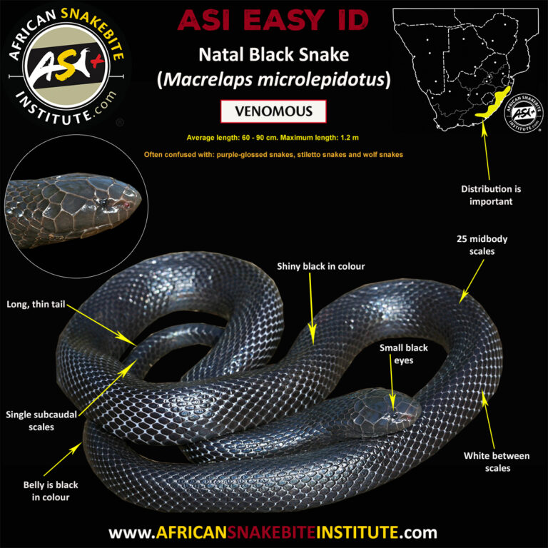 Natal Black Snake - African Snakebite Institute