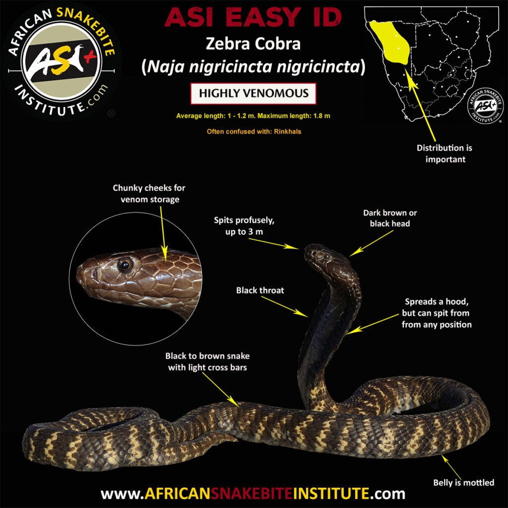 Zebra Cobra - African Snakebite Institute