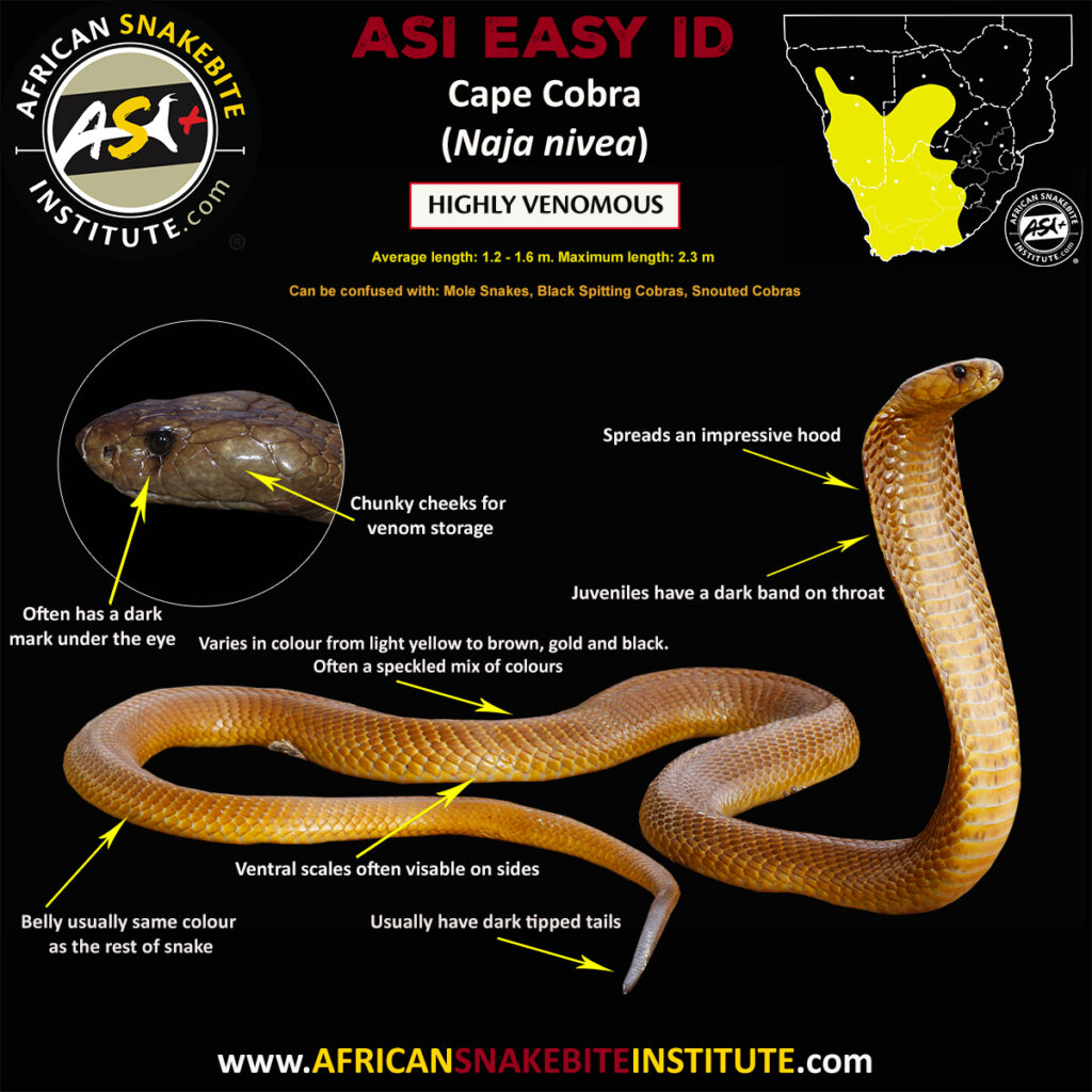 Cape Cobra - African Snakebite Institute