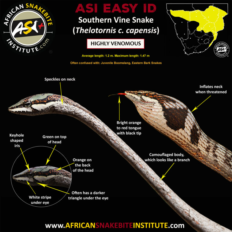 Southern Vine Snake - African Snakebite Institute