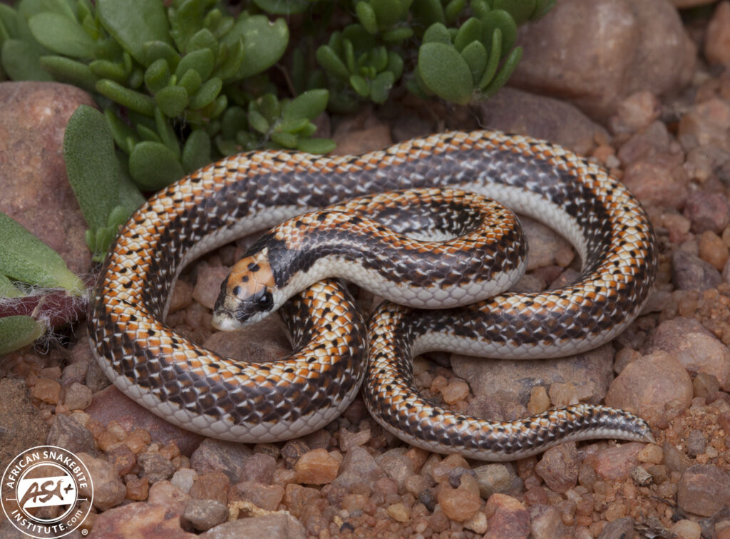 Two-striped Shovel-snout - African Snakebite Institute