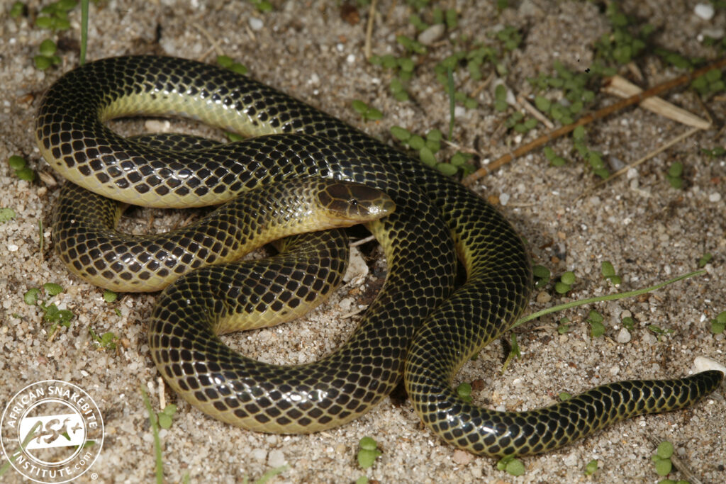 Speckled Quill-snouted Snake - African Snakebite Institute