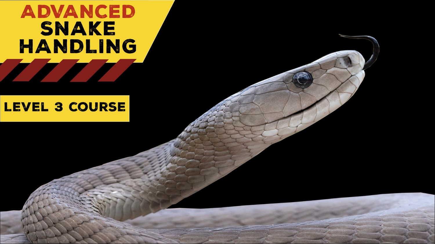 Advanced Venomous Snake Handling (Gauteng) - 2023-04-23