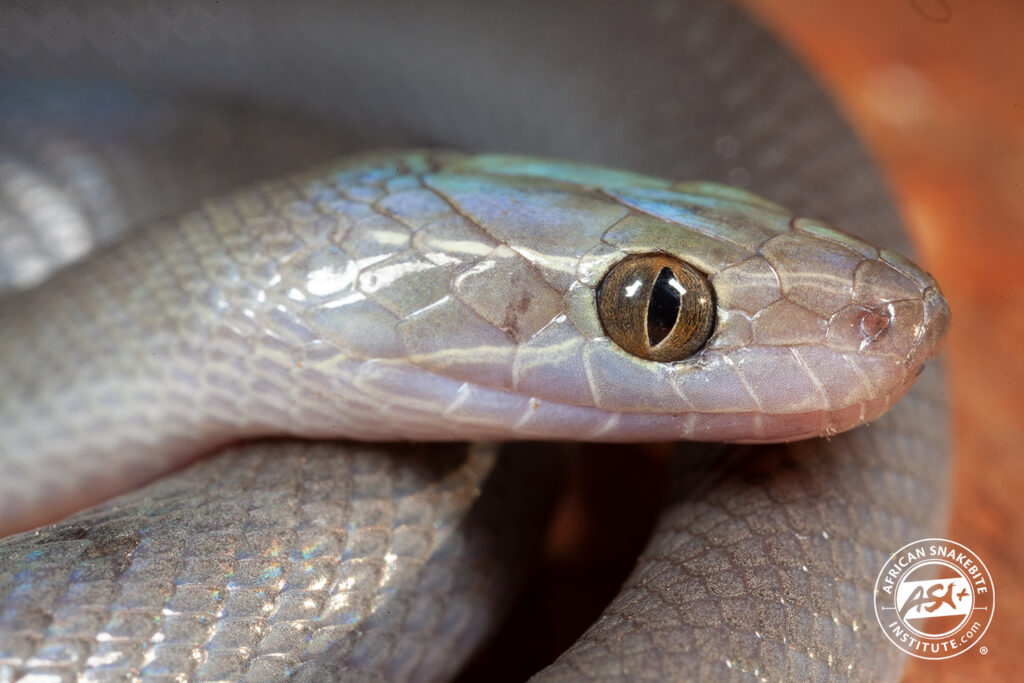 Brown House Snake - African Snakebite Institute