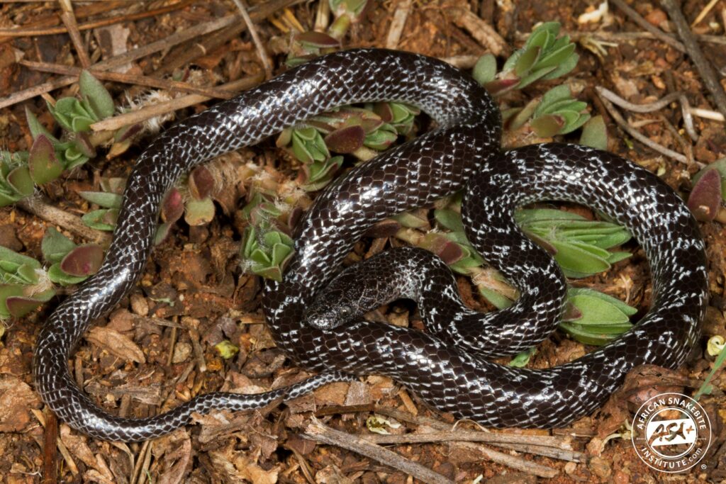 Variegated Wolf Snake - African Snakebite Institute