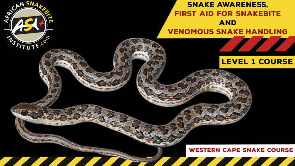 Snake Awareness & Venomous Snake Handling (Western Cape) - 2023-06-24