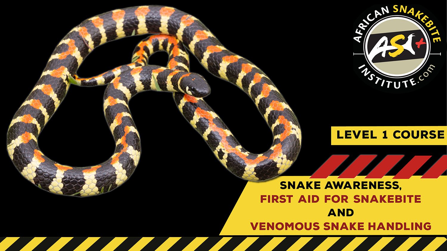 Snake Awareness & Venomous Snake Handling (Western Cape) - 2023-07-22