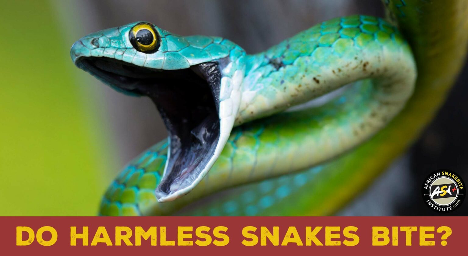 Do harmless snakes bite? - African Snakebite Institute