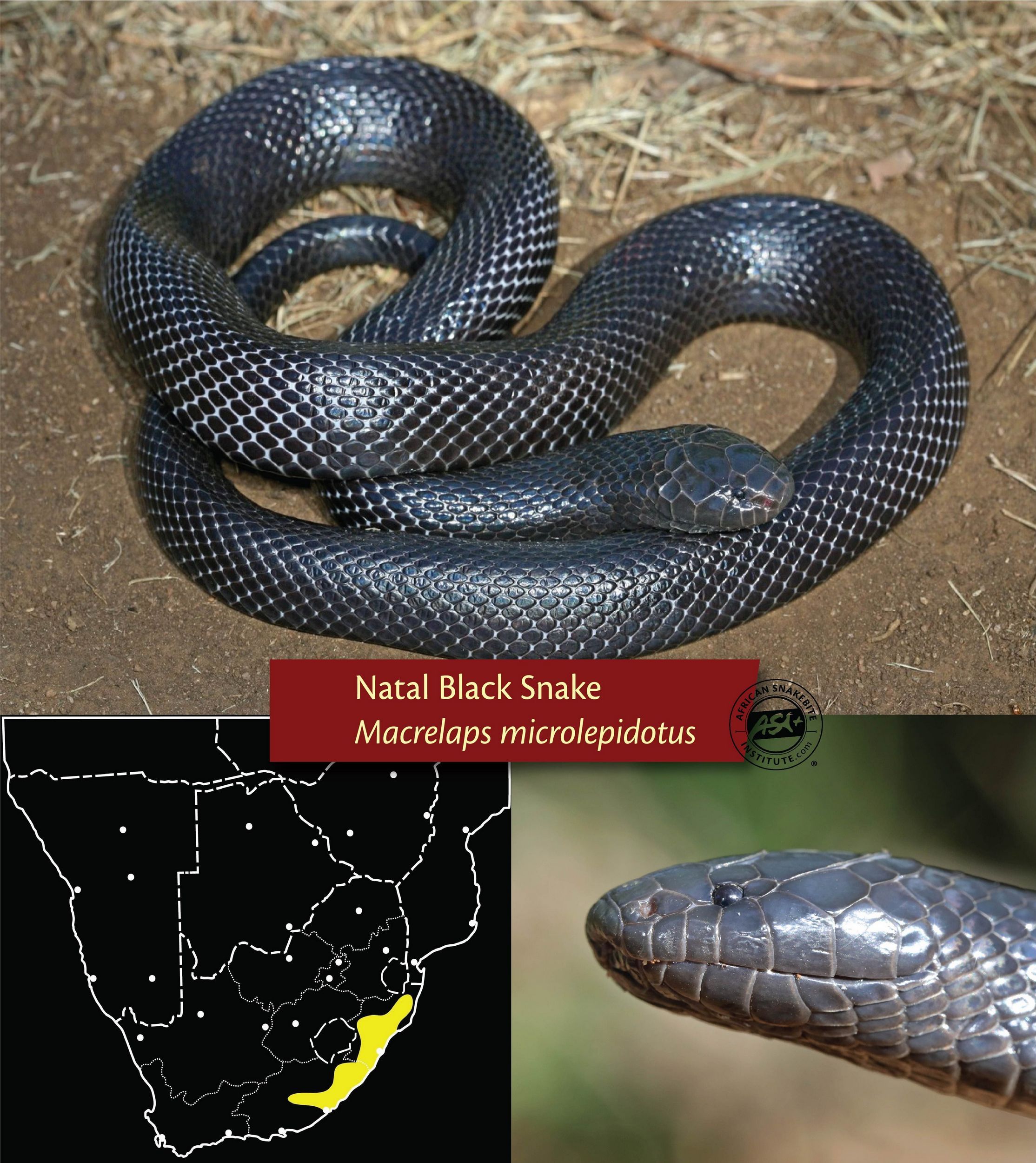 Natal Black Snake Profile 