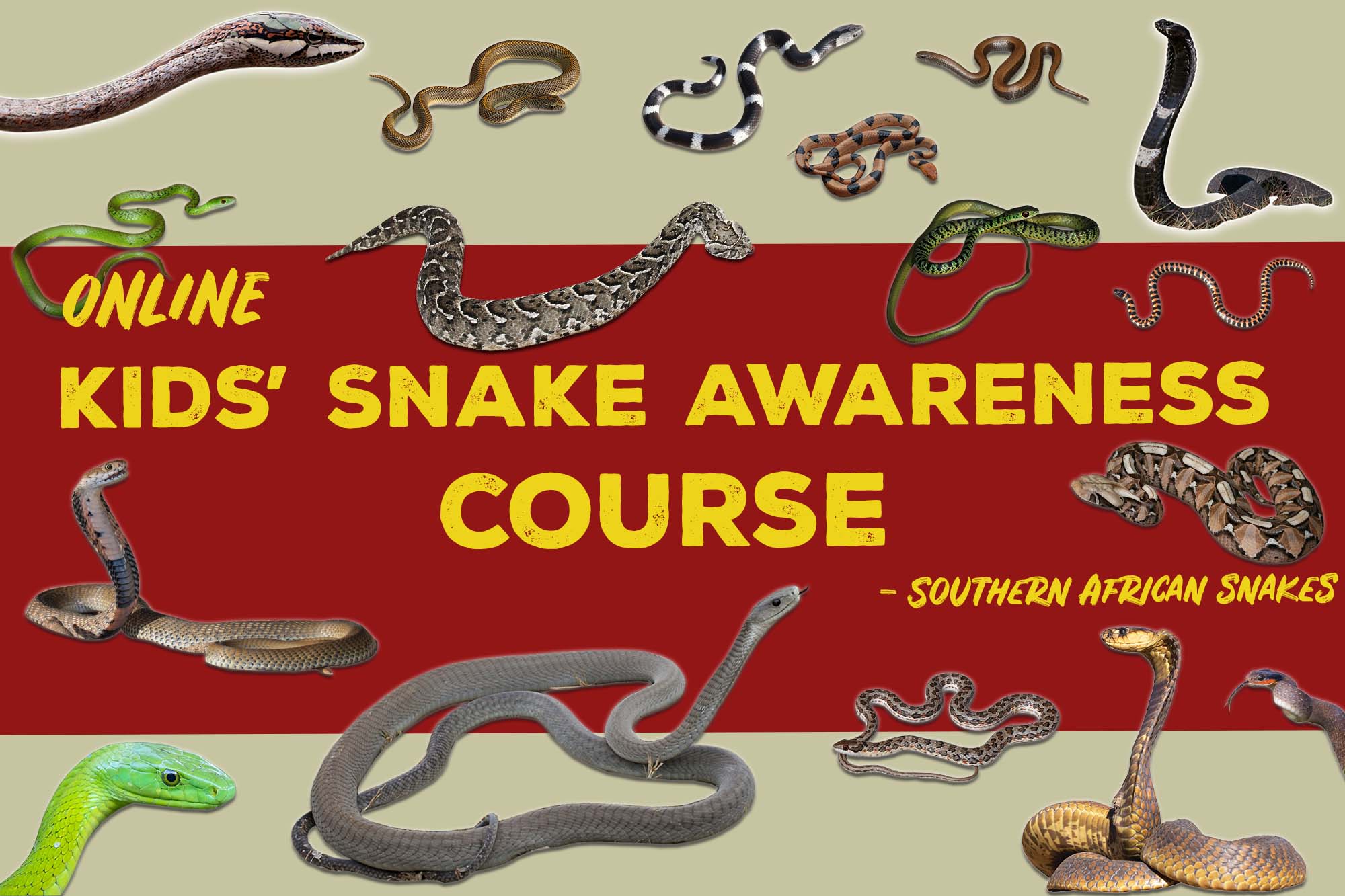 Online Course – Kids’ Snake Awareness (Southern Africa)