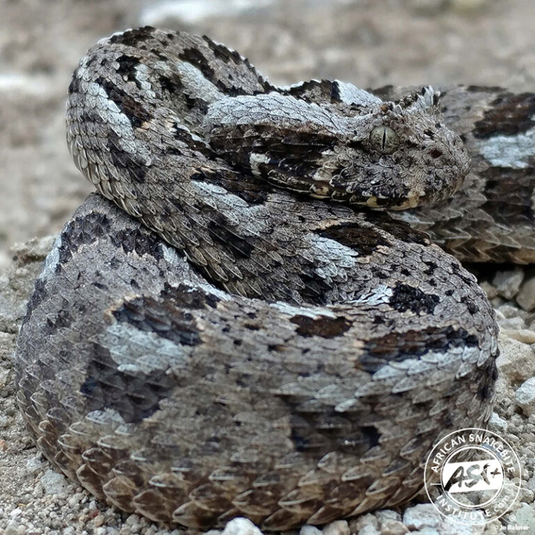 Albany Adder - African Snakebite Institute