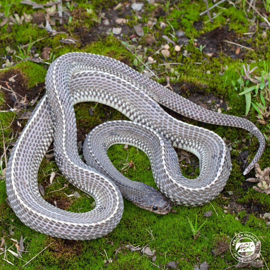 Common File Snake - African Snakebite Institute