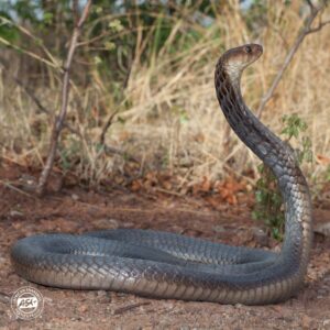 Anchieta’s Cobra - African Snakebite Institute