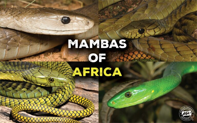 Mambas of Africa - African Snakebite Institute